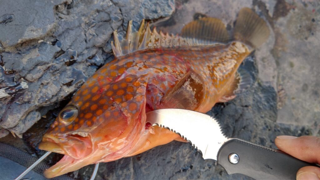 サビナイフ シャークレイ】釣った魚の血抜き専用ナイフに