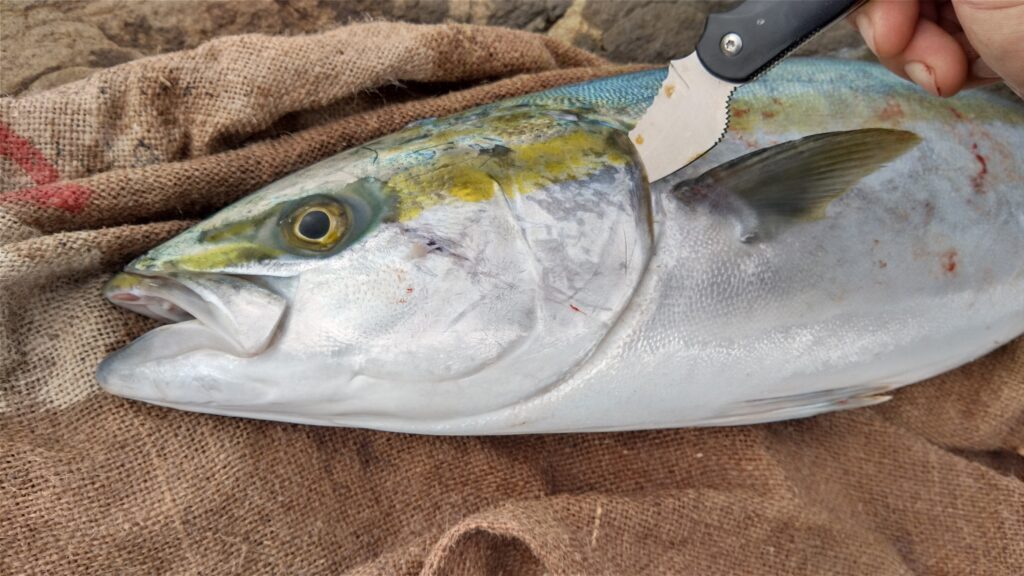 サビナイフ シャークレイ】釣った魚の血抜き専用ナイフに